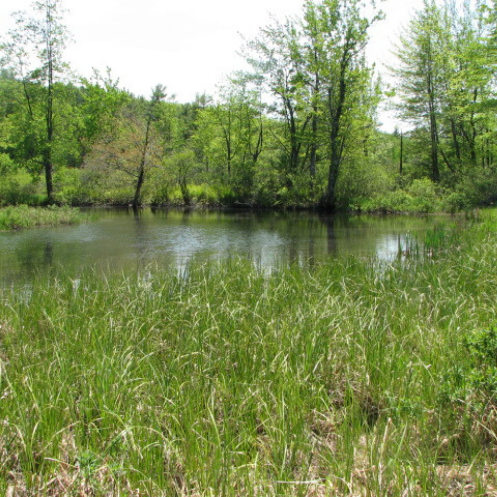 Burleigh-Owl Brook