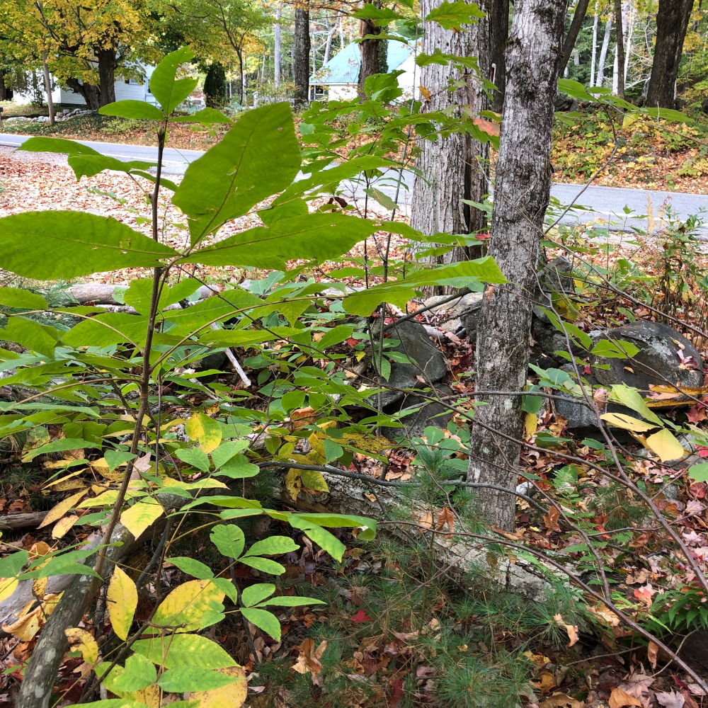 Simmons Woods